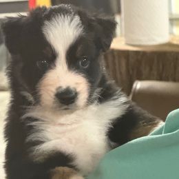 Taylor - Black tri-color female Australian Shepherd puppy in Wellington, Missouri from CV Aussies