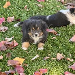 Glenlivit - Black tri male Miniature Australian Shepherd puppy in California from Eagle River Aussies