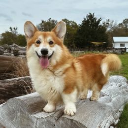 Rio - Pembroke Welsh Corgi