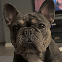 Zuri - French Bulldog