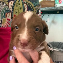 Meg - Red tri-color female Australian Shepherd puppy in Four Oaks, North Carolina from RoseWest Farms