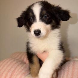 Clara - Black tri-color female Australian Shepherd puppy in Anniston, Alabama from All Hale Aussies