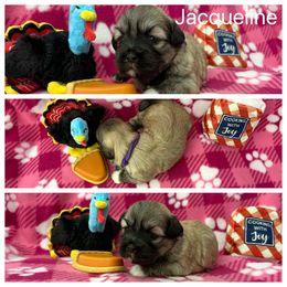 Jacqueline - Cream female Lhasa Apso puppy in Cincinnati, Ohio from Shangri-La Lhasa Apsos