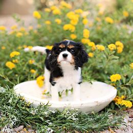 Cavalier King Charles Spaniel and Cavapoo Puppies from Catella Cavaliers and Cavapoos