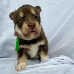 Jeremiah (Green Collar) - Red and white male Siberian Husky puppy in Warwick, Rhode Island from Young Orchard Siberians