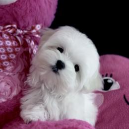 Maltese Puppies from Always Maltese
