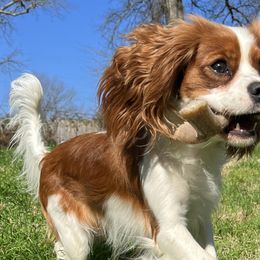 Cavalier King Charles Spaniels from Christy’s Cavaliers, King Charles spaniels