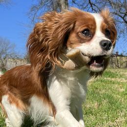 Cavalier King Charles Spaniels from Christy’s Cavaliers, King Charles spaniels