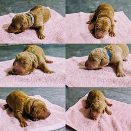 Goldendoodle Puppies from Lu Doodles