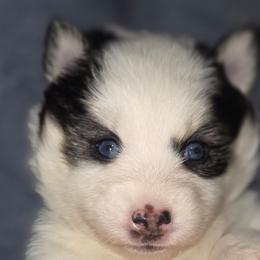 Basil (Magenta Collar) - Black and white female Pomsky puppy in Kennewick, Washington from Nebula Ranch Pomskies