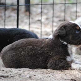 Australian Shepherd Puppies from Stephanie Young's Australian Shepherds