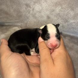 1 - Black Tri Female - Black tri female Miniature Australian Shepherd puppy in Peoria, Arizona from B My Sunshines Mini Aussies