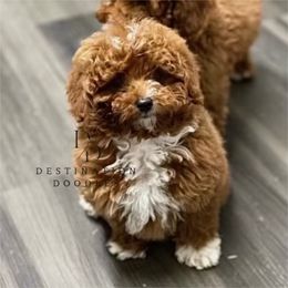 Bear - Poodle