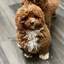 Bear - Poodle