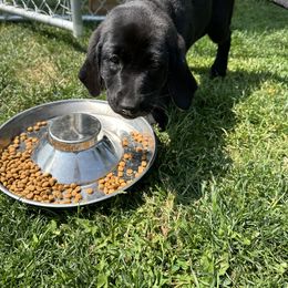 Labrador Retriever Puppies from Hunter’s Moon Retrievers
