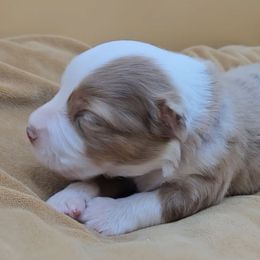 Blue Collar Boy - Red merle male Miniature American Shepherd puppy in Lexington, Kentucky from Deuce's Den