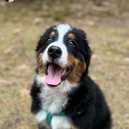 Bernese Mountain Dog Puppies from Lonesome Pine Farm