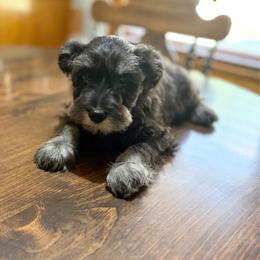 Lime Green Collar Boy - Black and silver male Miniature Schnauzer puppy in Kansas City, Kansas from Daniel Morlan