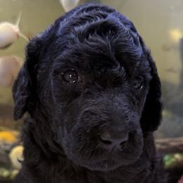 Black female - Black female Poodle puppy in Mountain View, Arkansas from Ramer’s Spring Poodles