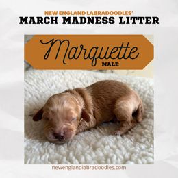 Marquette - Apricot Australian Labradoodle puppy in Mendon, Massachusetts from New England Labradoodles