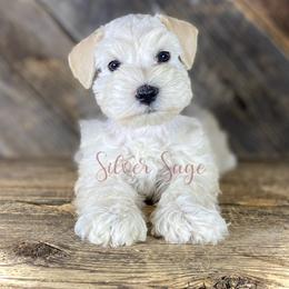 Girl 1 - Wheaten female Miniature Schnauzer puppy in Weston, Idaho from Silver Sage Schnauzers