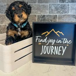 Niagara - Phantom female Bernedoodle puppy in Lake Charles, Louisiana from Journey Doodles