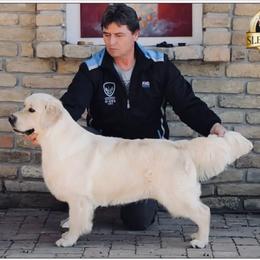 Rus - Golden Retriever