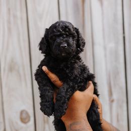 Bernedoodle Puppies from Crown Stephens Family Doodles