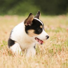American Corgi and Pembroke Welsh Corgi Puppies from Elk Ridge Corgis
