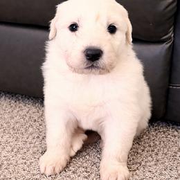 AKC Girl 4 - White female Great Pyrenees puppy in Elfrida, Arizona from Outlaw Acres Farm & Kennels