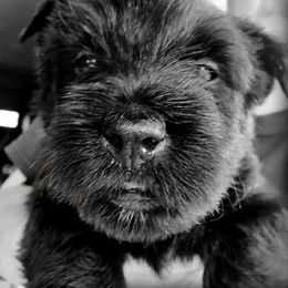 Scottish Terrier Puppies from McKinley Scots Kennel
