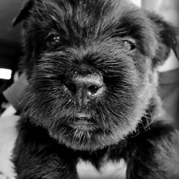 Scottish Terrier Puppies from McKinley Scots Kennel