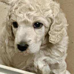Poodle Puppies from Deblyns Poodles