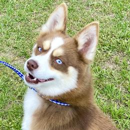 Vixen - Pomsky