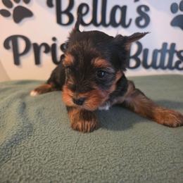 Dash - Black and tan male Yorkshire Terrier puppy in Clermont, Florida from Bella's Prissy Butts