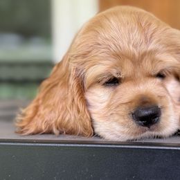 Cocker Spaniels from penny Powell