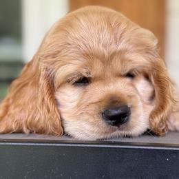 Cocker Spaniels from penny Powell