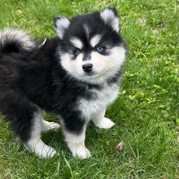 Denali - Black and white female Pomsky puppy in Rathdrum, Idaho from Smart Pomskies and Frenchies