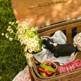 Poodle Puppies from Setting the Standard Poodles