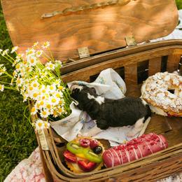 Poodle Puppies from Setting the Standard Poodles