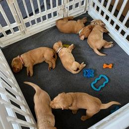Labrador Retriever Puppies from Ashton White's Labrador Retrievers