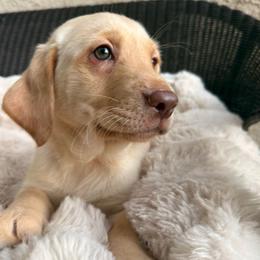 Star - Yellow female Labrador Retriever puppy in Mission Viejo, California from Loving Puppy House
