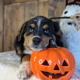 Oakley (Orange collar) - Black tri-color male Australian Shepherd puppy in Coulee City, Washington from Mr and Mrs Doodle Farm