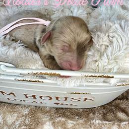Aurora - Dapple female Dachshund puppy in Atwood, Oklahoma from Holder’s Doxie Farm