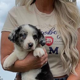 Wrangler - Blue merle and white male Cardigan Welsh Corgi puppy in Kerens, West Virginia from Leather & Lace