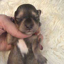 Boy 2  ONLY FILL OUT AN APPLICATION IF SERIOUS - Cream male Dachshund puppy in Wisconsin from Sabe and Shabe’s Doxies