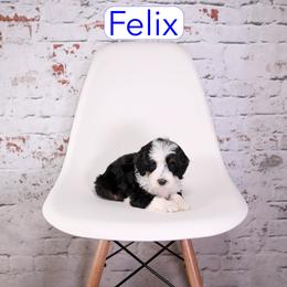 Felix - male Aussiedoodle puppy in Calhoun, Georgia from Happy Top Doodles