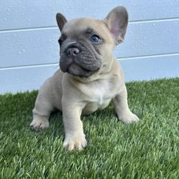French Bulldog Puppies from Frenchie for you