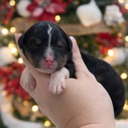 Nancy - Tri-color female Bernedoodle puppy in Kilgore, Texas from Furry Tail Doodles