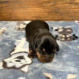 Kane - Black and tan male Dachshund puppy in Marvell, Arkansas from Hat Creek Kennel